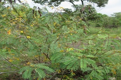 Cassia montana